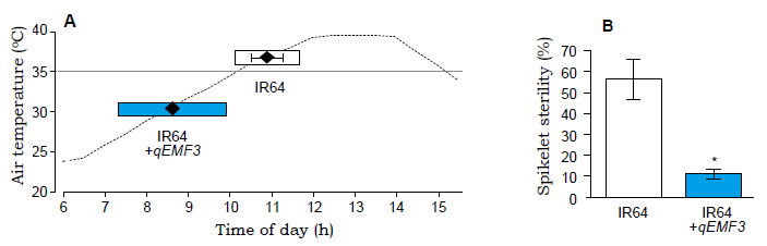 Fig. 2. The changes in time of day of flowering under elevated temperature conditions (A) and percentage of spikelet sterility at maturity (B).