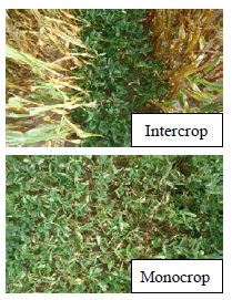 Fig.2.Comparison of soybean growth after a long dry spell in Nampula.　Monocropped soybean was more severely affected by drought stress with substantial leaf abscission.