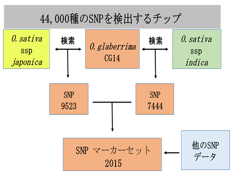 図1 SNPの検出と選抜のフローチャート