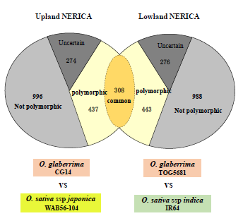 Fig. 2. Distribution of polymorphic SNP markers for crosses of O. glaberrima vs O. sativa. There are 745 and 751 polymorphic markers for upland and lowland NERICA varieties, respectively.