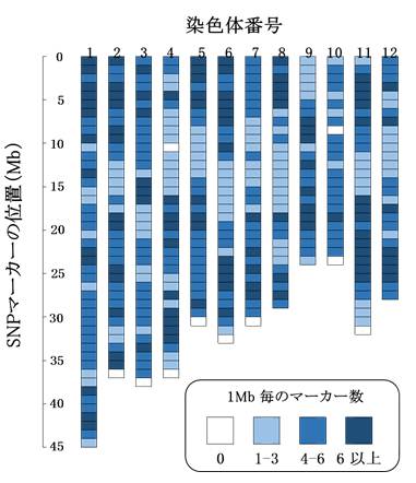 図2 全ゲノム上のSNPマーカー分布　図中の色は１Mbp毎のマーカーの数