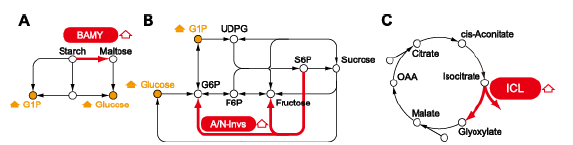 Fig. 1. Carbohydrate and amino acid metabolic pathways. (A) Starch degradation; (B) Sucrose metabolism; (C) Glyoxylate cycle: BAMY, β-amylase; A/N-invs, alkaline/neutral invertase; ICL, isocitrate lyase.