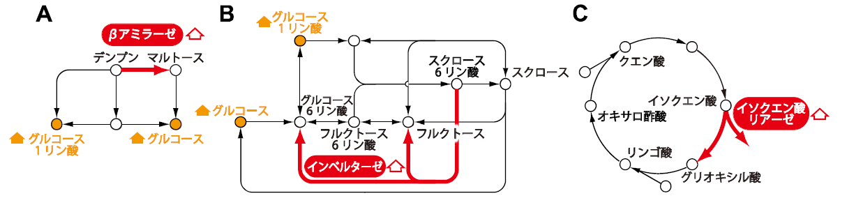 図1 乾燥ストレス環境下におけるデンプン分解、スクロース代謝、グリオキシル酸回路の遺伝子発現と代謝産物の蓄積。