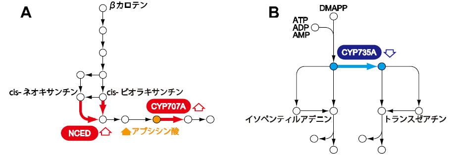 図2 乾燥ストレス環境下におけるアブシシン酸生合成経路とサイトカイニン生合成経路の遺伝子発現と植物ホルモンの蓄積。