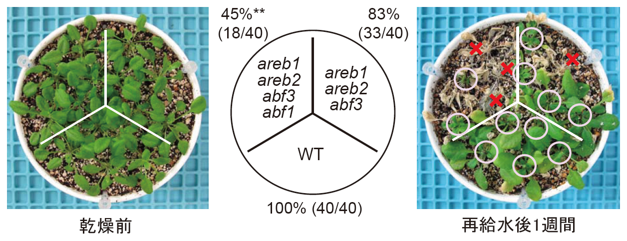 図1 AREB/ABF型転写因子の機能を欠損させたシロイヌナズナ多重変異体の乾燥ストレス耐性