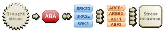 Fig. 2. Model showing the AREB/ABF-SnRK2 pathway that controls ABA-mediated transcriptional regulation in responses to drought stress in plants