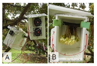 Fig. 1. Temperature controller set on a flower cluster. A: A polystyrene foam box equipped with Peltier devices was used as controller.B: Inside the controller (The lid was left open during daytime).