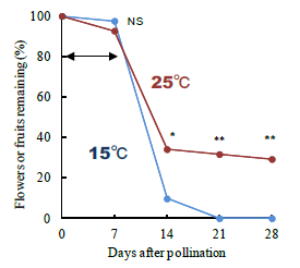 Fig. 2. Percentages of flowers or fruits remaining after pollination. Asterisks (* and **) indicate significant differences between the treatments based on Fisher’s exact test at P&lt;0.05 and P&lt;0.01, respectively. NS indicates a non-significant difference. 