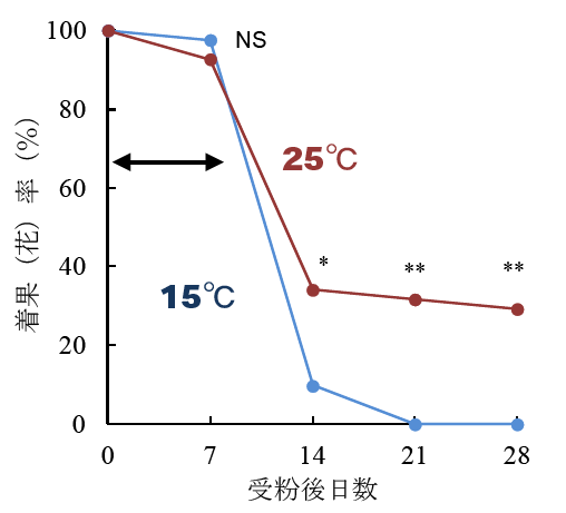 図2 温度制御下で人工受粉した‘モントン’の着果（花）率。&gt;*と**はそれぞれFisherの正確確率検定によりP&lt;0.05とP&lt;0.01で処理区間に有意差があることを示し、NSは有意差がないことを示す。矢印は温度処理期間。