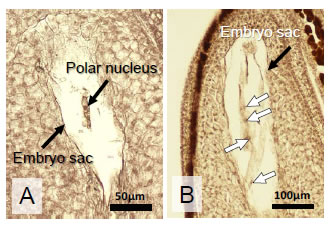 Fig. 3. Micrographs showing the morphological development of ovules at 7 days after pollination (DAP).