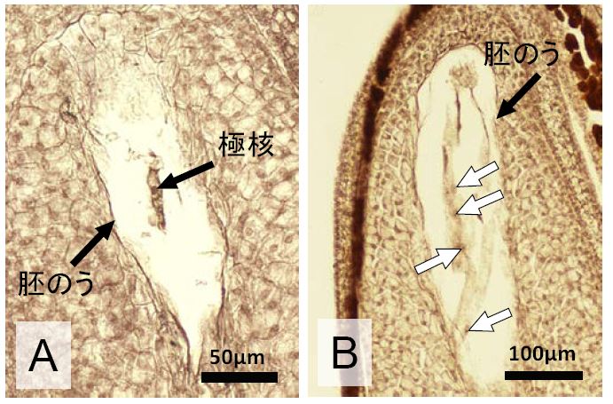 図3 温度制御下での受粉7日後の胚珠の様子。A：胚のう完成期の段階にとどまり受精していない（15°C）。 B：胚乳核（白矢印）が分裂し始め、受精したことが確認できる（25°C）。