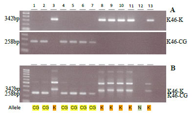 Fig. 2. Amplification of OsPSTOL1 alleles using allele-specific markers for Kasalath and CG14 in single PCR (A), and duplex PCR system to detect both alleles in one reaction (B).