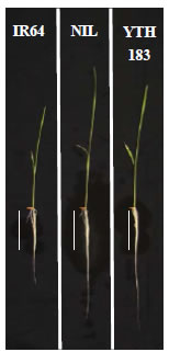 Fig. 1. Typical phenotypes of seedlings grown for 8 days in 5 μM NH4Cl. YTH183 and NIL have positive allele of qRL6.4-YP5. Scale bar in individual pictures indicates 50 mm.