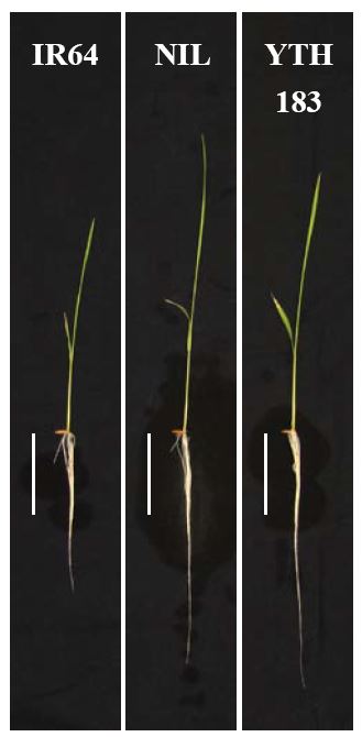図1 qRL6.4-YP5を有するNILおよびYTH183の幼植物の表現型 5mMのNH4Clを与え、水耕法で8日間栽培。バーは50 mmを示す。