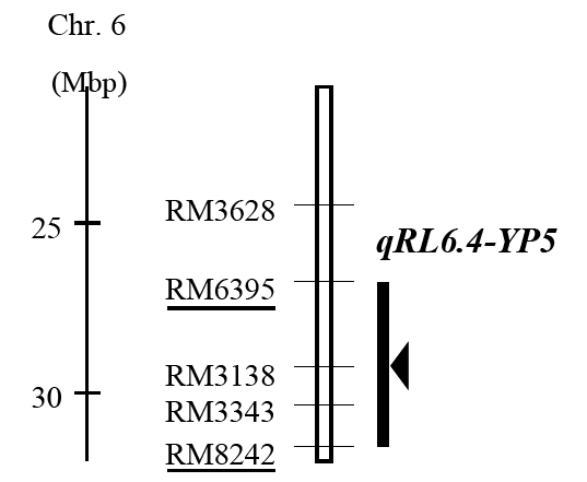 図2 第6染色体長腕に検出された根の伸長","title":"図2 第6染色体長腕に検出された根の伸長