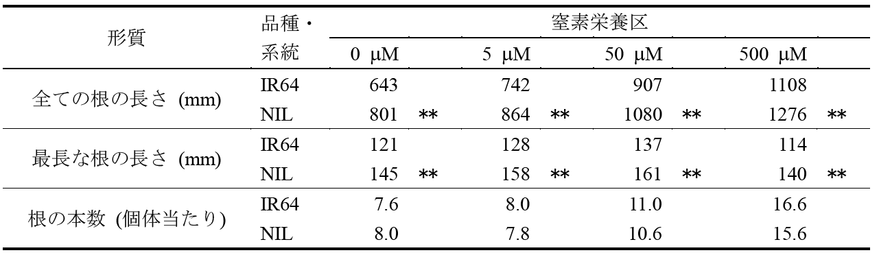 表1 qRL6.4-YP5をIR64の遺伝的背景に導入したNILの異なる窒素濃度における根の伸長・形成に関する反応