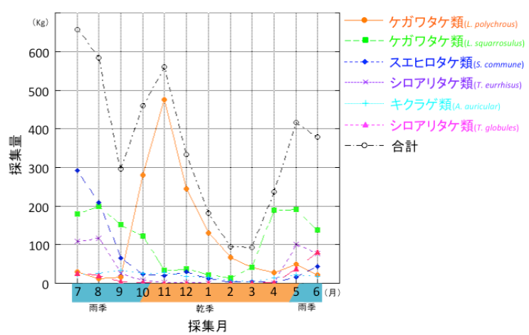 図1 キノコの月別採集量