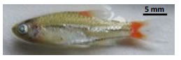 Fig. 1. Laotian indigenous cyprinid Rasbora rubrodorsalis (adult, 24.3 mm SL)