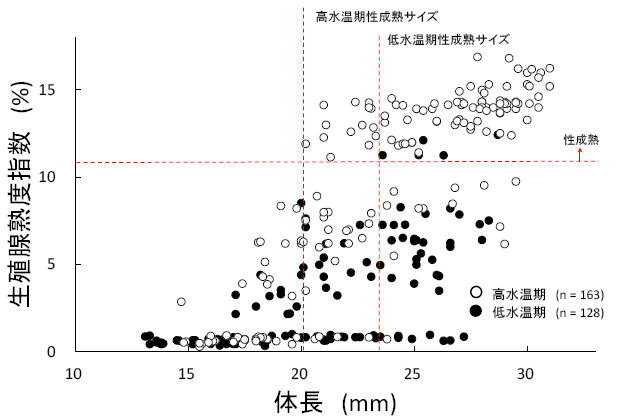 図2　高水温期および低水温期におけるRasbora rubrodorsalisメスの生殖腺熟度指数と体長の関係