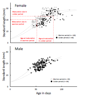 Fig. 3. Growth models of female and male Rasbora rubrodorsalis （fitted by Gompertz growth curves)