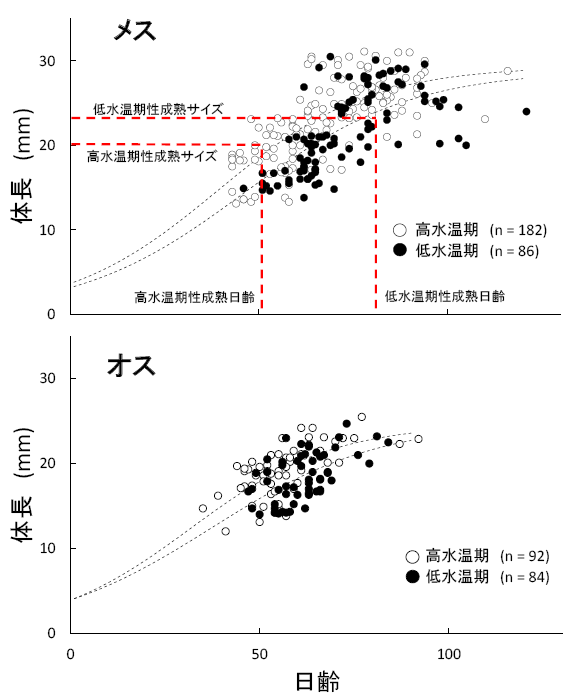 図3　Rasbora rubrodorsalisの雌雄別成長モデル（Gompertz growth curveを適用）