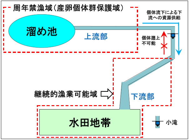 図4 本研究におけるRasbora rubrodorsalis分布小河川の概略図、および提言される周年禁漁域と継続的漁業可能域