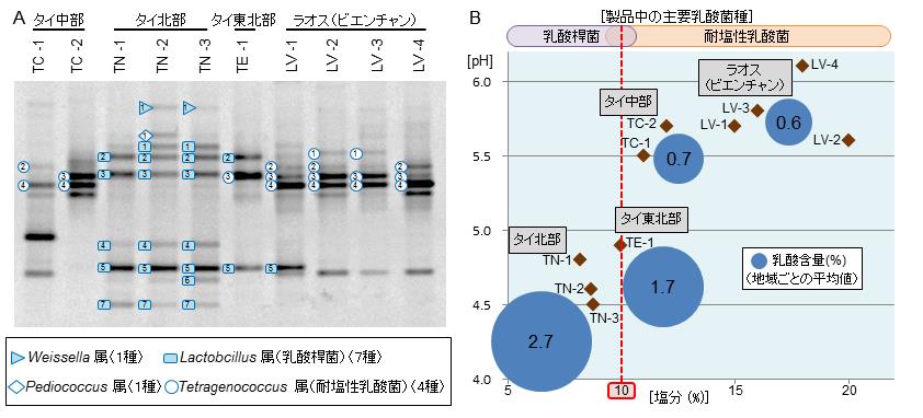 図2 プララー、パデックからPCR-DGGE法で検出した乳酸菌に見られる地域性（A）と、製品中の塩分、pH、乳酸含量および検出された主要乳酸菌の相関（B）