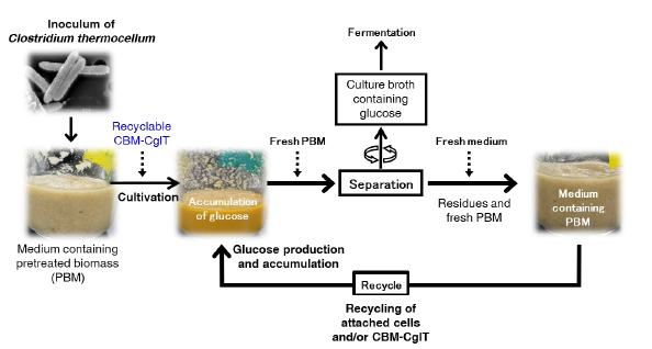 Fig. 1. Schematic of consecutive biological saccharification method by recycling of the hydrolyzed residue.