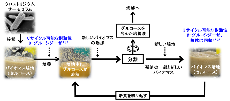 図1 セルロース高分解菌を利用した生物学的同時酵素生産・糖化(BSES)法 