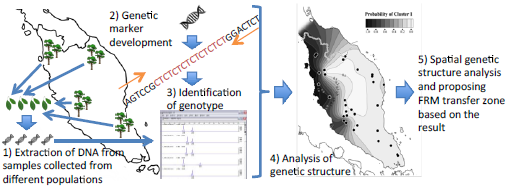 Fig. 1. Research flow showing the proposed forest reproductive material (FRM) transfer zones based on molecular markers 