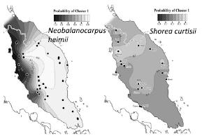 Fig. 2. Examples of two timber species, which showed distinct patterns of genetic structure, in Peninsular Malaysia