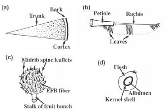 Image result for palm cross section