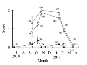 Fig. 1. Naked-eye observations of the visceral area covering the gonad of the blood cockle.