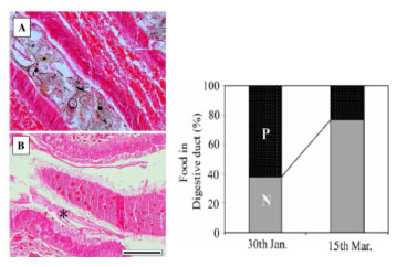 Fig. 3. Presence and nonpresence of food in the digestive duct of the blood cockle before and after the mass mortality event.