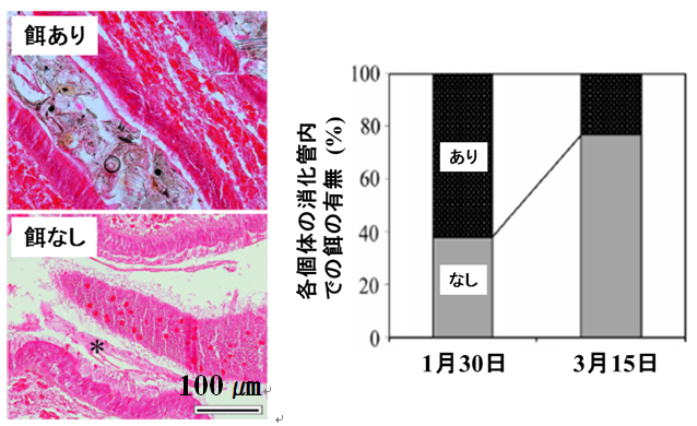 図3 大量死発生前後のハイガイ消化管内の餌の有無