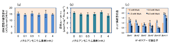 図3&nbsp;NH4+の非代謝類自体メチルアンモニウム(MeA)がソルガムの根での硝化抑制物質の分泌(a)、H+-アーゼ活性(b)、H+-アーゼ遺伝子の発言(c)に及ぼす影響