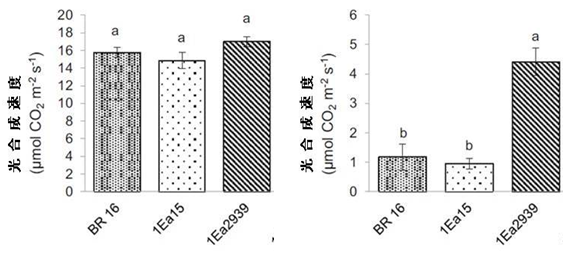 図2 温室条件下でのAREB1組換えダイズの光合成速度