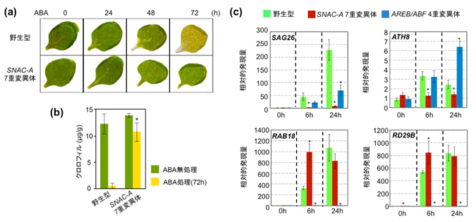 図1　SNAC-Aの7重変異体におけるABA誘導性黄化、黄化関連遺伝子発現の抑制