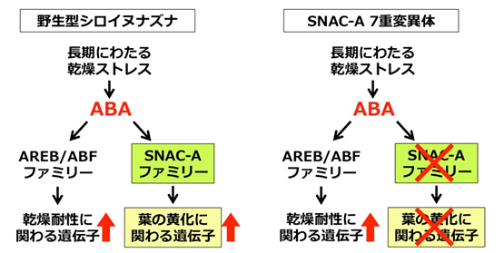 図2　長期にわたる乾燥によって葉が黄化する仕組み