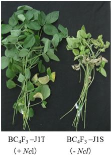 Fig. 3. Introgression of Ncl into a salt-sensitive variety “Jackson” by marker-assisted selection (MAS) produced an improved salt tolerance line.