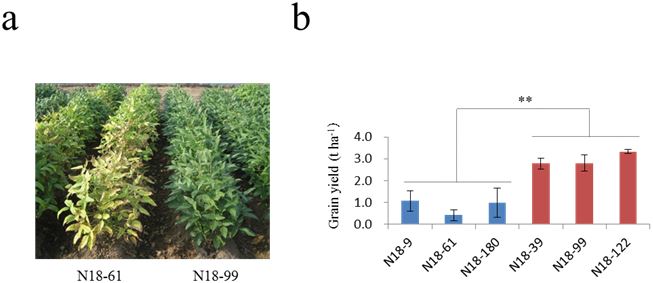 Fig. 4. Field performances of Ncl near isogenic lines (NILs) in a saline field condition in Miyagi Prefecture, Japan.