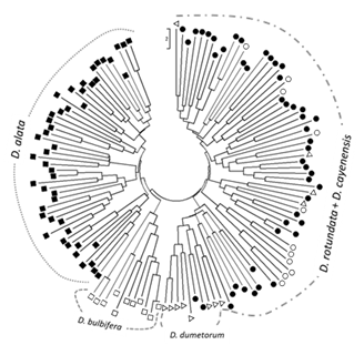 Fig. 2. Dendrogram of yam genetic resources generated based on the genetic distances of six cross-amplified SSR markers.