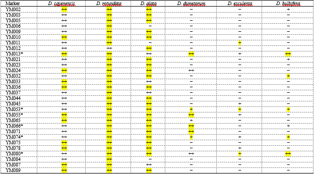 Table 1. SSR markers (among the six Dioscorea species) considered effective for　phylogenetic studies