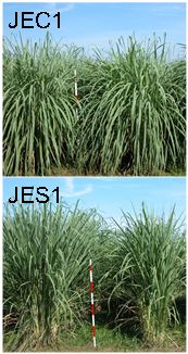 Fig. 1. JEC1 vs JES1