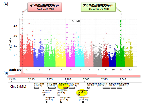 図1 GWASによるPUEの解析結果