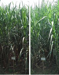 Fig. 1. TPJ03-452 (left) and TPJ04-768 (right) planting canes.