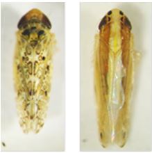 Fig. 1. The vector insects of sugarcane white leaf disease.