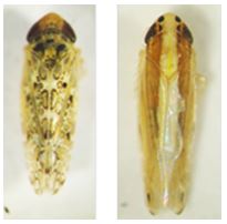 図1 サトウキビ白葉病の媒介虫