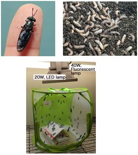 Fig. 1．A female BSF (upper left), larvae (upper right) and adult BSF in a rearing and egg collection cage made of polyethylene (lower photo)