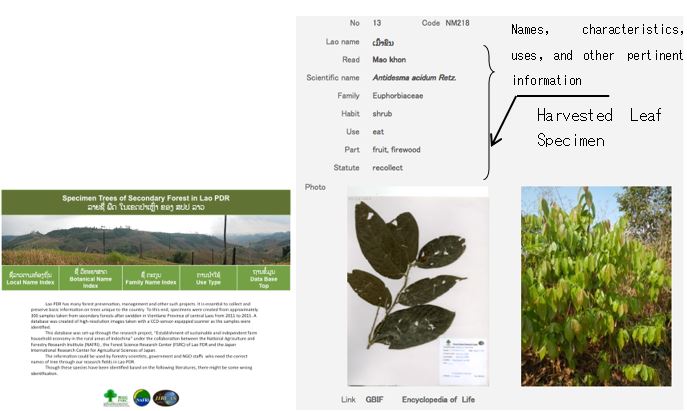 Fig. 1.　Database of trees appearing in slash-and-burn secondary forests (left: lookup　screen, right: tree classification information screen)